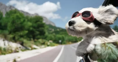 Save up to 20% on Pet Transportation with CitizenShipper Promo Code